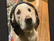 dog